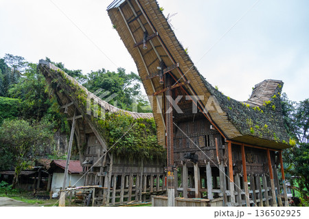 Traditional Toraja houses with buffalo horns, Sulawesi, Indonesia Traditional Toraja houses with buffalo horns, Sulawesi, Indonesia 136502925