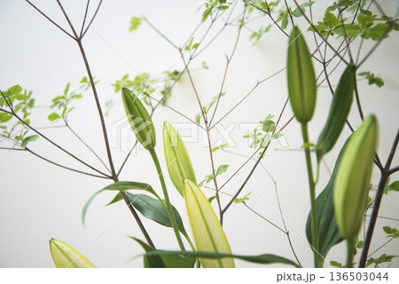 百合の花のクローズアップ　白背景 136503044