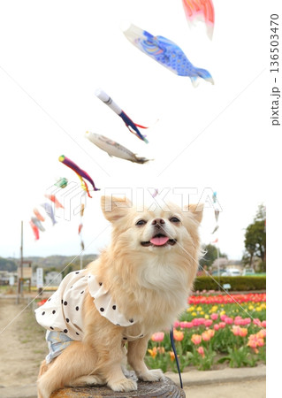 笑顔が可愛いチワワと鯉のぼりとチューリップ 笑顔が可愛いチワワと鯉のぼりとチューリップ 136503470
