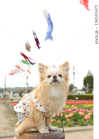 カラフルな鯉のぼりと花に囲まれたチワワ カラフルな鯉のぼりと花に囲まれたチワワ 136503472
