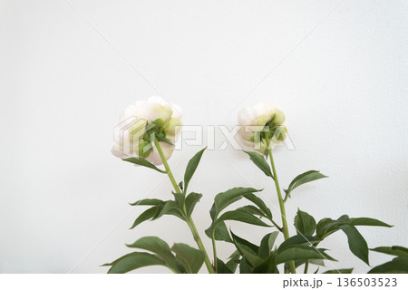 白い背景と淡いピンクの芍薬 136503523