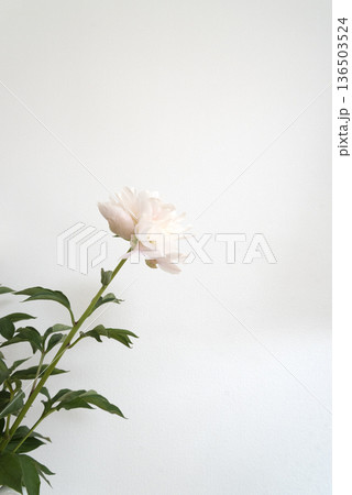 白い背景と淡いピンクの芍薬 136503524