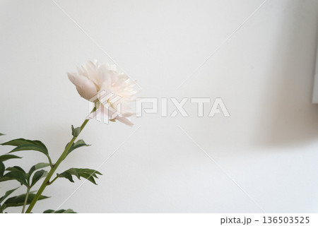 白い壁に飾られた花　芍薬 136503525