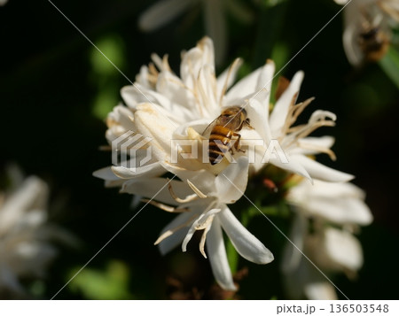 Eastern or Asiatic or Asian honey bee fliing to seeking nectar on Robusta coffee blossom on tree plant with green leaf with black color in background. Petals and white stamens of blooming flowers Eastern or Asiatic or Asian honey bee fliing to seeking nectar on Robusta coffee blossom on tree plant with green leaf with black color in background. Petals and white stamens of blooming flowers 136503548