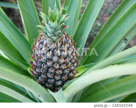 Young pineapple fruit on tree plant with natural green background, Tasty tropical fruit on the farmland 136503549