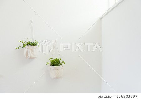 白い壁に掛けられた明るい観葉植物 136503597
