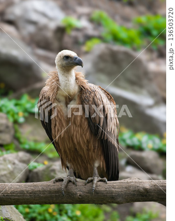 griffon vulture (gyps fulvus) sitting on a tree branch griffon vulture (gyps fulvus) sitting on a tree branch 136503720
