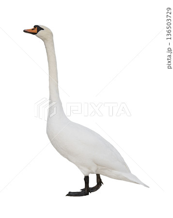 swan isolated on white background swan isolated on white background 136503729