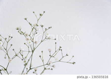 かすみそうのクローズアップ　白背景 136503816