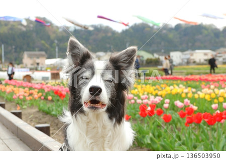 チューリップと鯉のぼりを背景にしたボーダーコリー 136503950