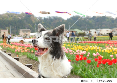 笑顔のボーダーコリー チューリップと鯉のぼりの春 136503951