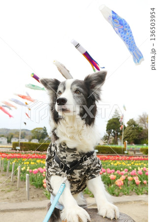 前足を掛けているボーダーコリー 春の写真 136503954