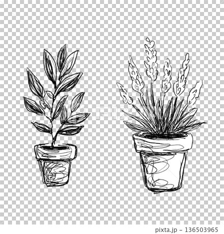 Olive and lavender potted plant line drawing illustration set (transparent PNG) Olive and lavender potted plant line drawing illustration set (transparent PNG) 136503965