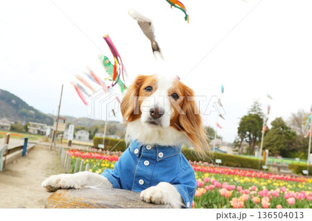 デニムシャツが似合うコーイケルホンディエ 鯉のぼり×チューリップ デニムシャツが似合うコーイケルホンディエ 鯉のぼり×チューリップ 136504013