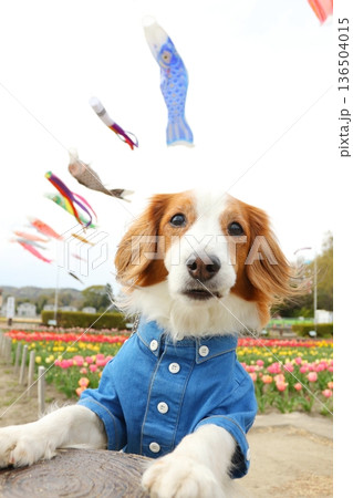 風になびく毛並みのコーイケルホンディエとチューリップ 風になびく毛並みのコーイケルホンディエとチューリップ 136504015