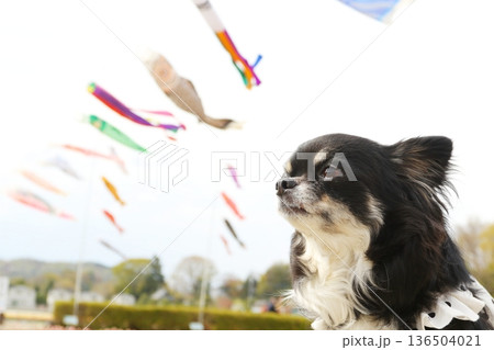 横顔が可愛いチワワと泳ぐ鯉のぼり 136504021