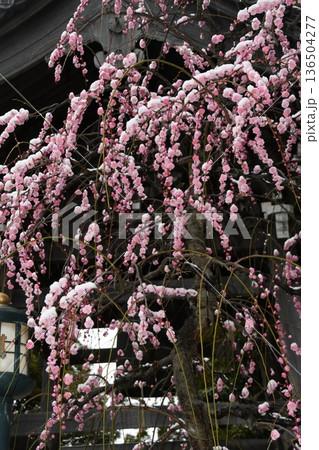 常立寺の垂れ梅 136504277