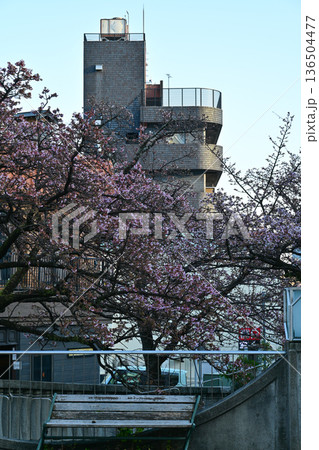 熱海桜 136504477