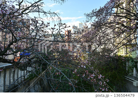 熱海桜 熱海桜 136504479