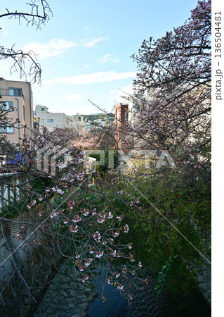 熱海桜 136504481