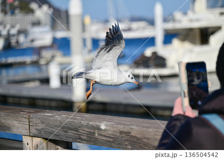 熱海のゆりかもめ 熱海のゆりかもめ 136504542