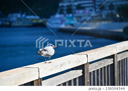 熱海のゆりかもめ 136504544
