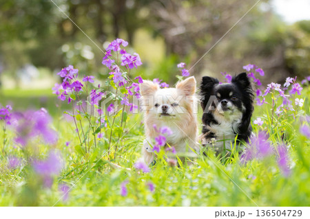 花咲く季節に並ぶ愛らしいチワワ 136504729