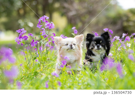 春の自然光に包まれた愛らしいクリームとブラックタンのチワワ 136504730