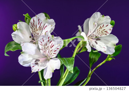 White Alstroemeria Everest Flowers with Purple Streaks on Purple Background White Alstroemeria Everest Flowers with Purple Streaks on Purple Background 136504827