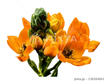 Bright Orange Sun Star Flowers with Dew Isolated on White Background 136504841