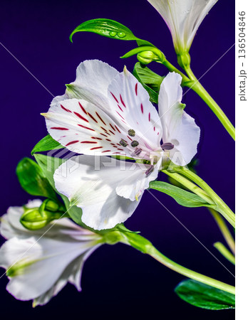 White Alstroemeria Everest Flowers with Purple Streaks on Purple Background White Alstroemeria Everest Flowers with Purple Streaks on Purple Background 136504846