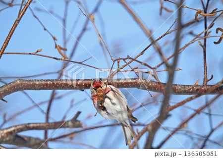 ベニヒワ ♂ 紅鶸 Carduelis flammea 北海道の野鳥 ベニヒワ ♂ 紅鶸 Carduelis flammea 北海道の野鳥 136505081