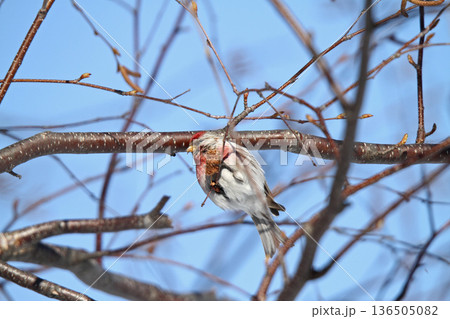 ベニヒワ ♂ 紅鶸 Carduelis flammea 北海道の野鳥 ベニヒワ ♂ 紅鶸 Carduelis flammea 北海道の野鳥 136505082