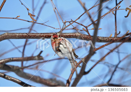 ベニヒワ ♂ 紅鶸 Carduelis flammea 北海道の野鳥 ベニヒワ ♂ 紅鶸 Carduelis flammea 北海道の野鳥 136505083