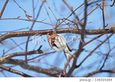 ベニヒワ　♂　紅鶸　Carduelis flammea　北海道の野鳥 136505084