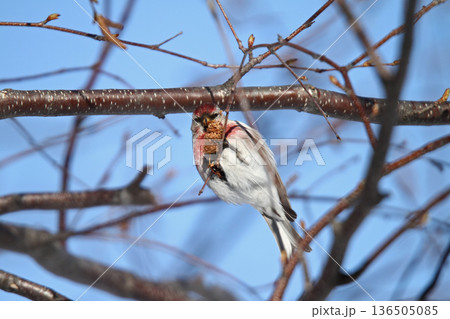 ベニヒワ　♂　紅鶸　Carduelis flammea　北海道の野鳥 136505085