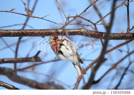 ベニヒワ ♂ 紅鶸 Carduelis flammea 北海道の野鳥 ベニヒワ ♂ 紅鶸 Carduelis flammea 北海道の野鳥 136505086