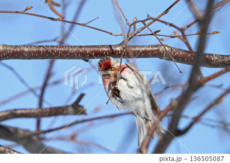 ベニヒワ ♂ 紅鶸 Carduelis flammea 北海道の野鳥 ベニヒワ ♂ 紅鶸 Carduelis flammea 北海道の野鳥 136505087