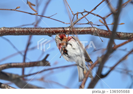 ベニヒワ　♂　紅鶸　Carduelis flammea　北海道の野鳥 136505088