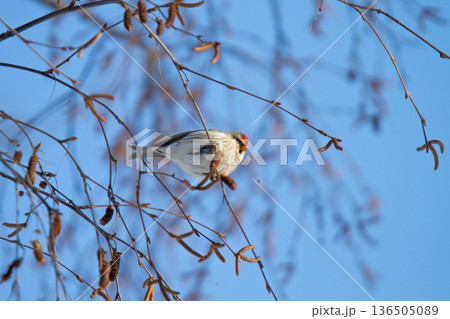 ベニヒワ　♀　紅鶸　Carduelis flammea　北海道の野鳥 136505089