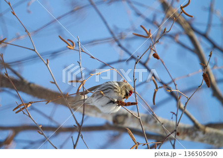 ベニヒワ ♀ 紅鶸 Carduelis flammea 北海道の野鳥 ベニヒワ ♀ 紅鶸 Carduelis flammea 北海道の野鳥 136505090