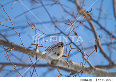 ベニヒワ ♀ 紅鶸 Carduelis flammea 北海道の野鳥 ベニヒワ ♀ 紅鶸 Carduelis flammea 北海道の野鳥 136505091
