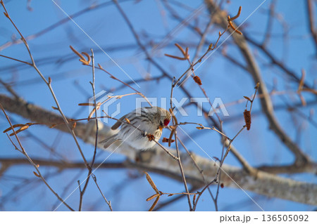 ベニヒワ　♀　紅鶸　Carduelis flammea　北海道の野鳥 136505092