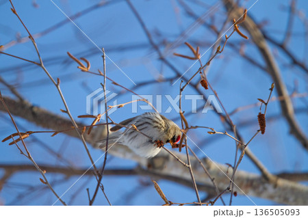 ベニヒワ　♀　紅鶸　Carduelis flammea　北海道の野鳥 136505093