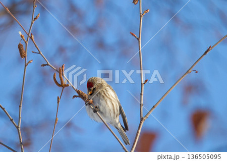 ベニヒワ ♀ 紅鶸 Carduelis flammea 北海道の野鳥 ベニヒワ ♀ 紅鶸 Carduelis flammea 北海道の野鳥 136505095