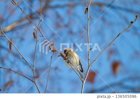 ベニヒワ　♀　紅鶸　Carduelis flammea　北海道の野鳥 136505096