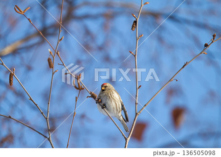 ベニヒワ　♀　紅鶸　Carduelis flammea　北海道の野鳥 136505098