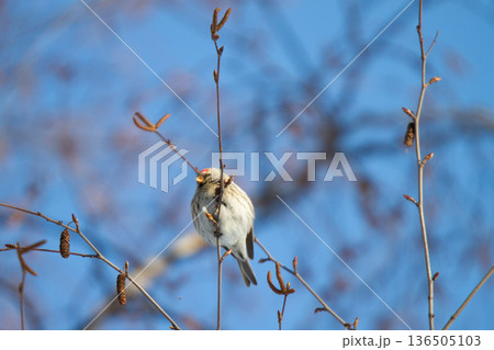 ベニヒワ　♀　紅鶸　Carduelis flammea　北海道の野鳥 136505103