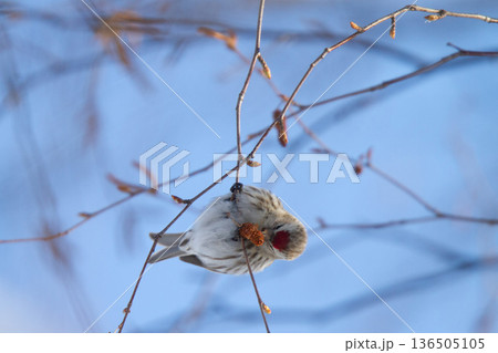 ベニヒワ　♀　紅鶸　Carduelis flammea　北海道の野鳥 136505105