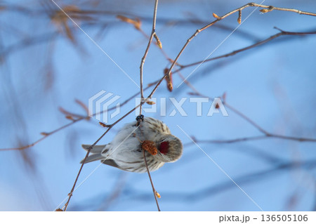 ベニヒワ ♀ 紅鶸 Carduelis flammea 北海道の野鳥 ベニヒワ ♀ 紅鶸 Carduelis flammea 北海道の野鳥 136505106